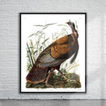 Vintage Audubon Wild Turkey Print Antique Map