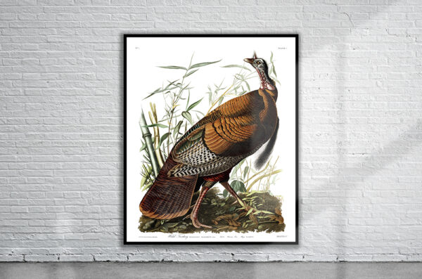 Vintage Audubon Wild Turkey Print Antique Map