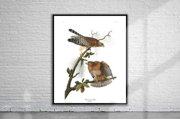 Vintage Audubon Red Shouldered Hawk Print Antique Map