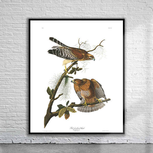 Vintage Audubon Red Shouldered Hawk Print Antique Map