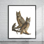 Vintage Audubon Great Horned Owl Print Antique Map