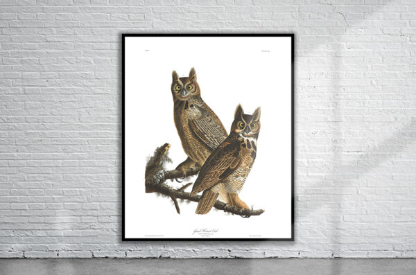 Vintage Audubon Great Horned Owl Print Antique Map