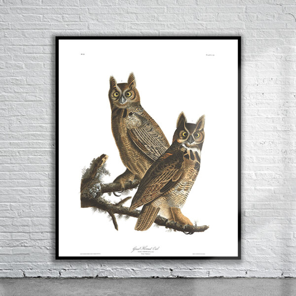 Vintage Audubon Great Horned Owl Print Antique Map