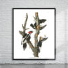 Vintage Audubon Ivory Billed Woodpecker Print Antique Map