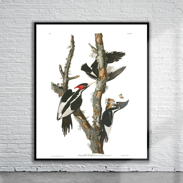 Vintage Audubon Ivory Billed Woodpecker Print Antique Map