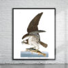 Vintage Audubon Osprey Print Antique Map