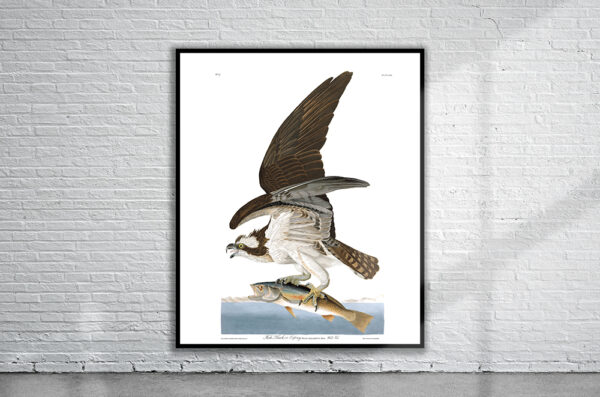 Vintage Audubon Osprey Print Antique Map