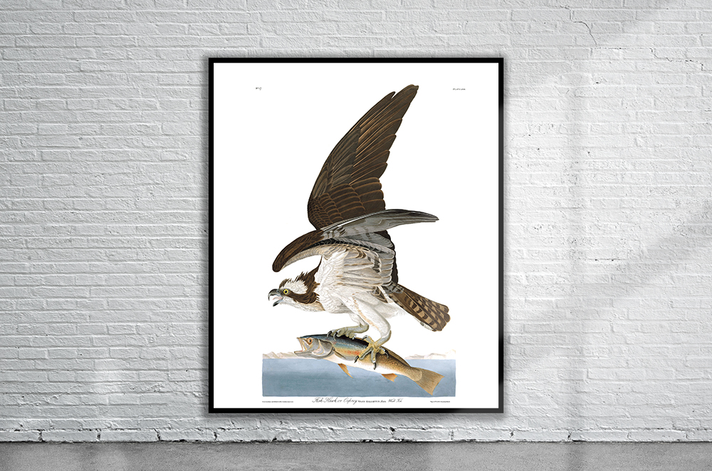 Vintage Audubon Osprey Print