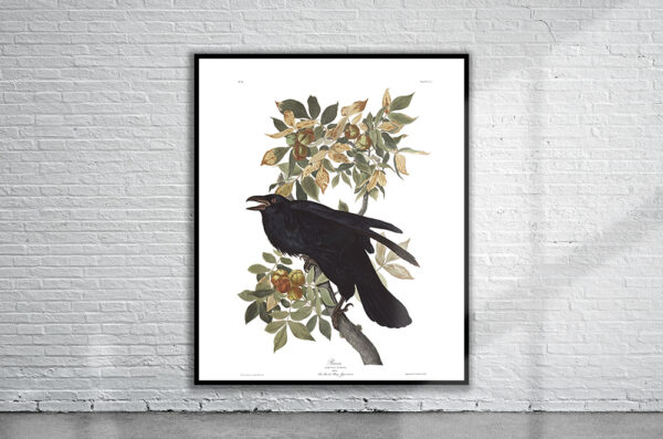 Vintage Audubon Raven Print Antique Map