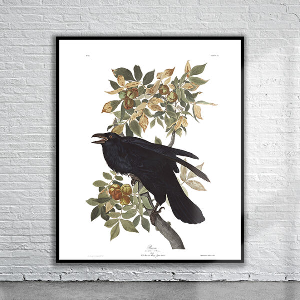 Vintage Audubon Raven Print Antique Map