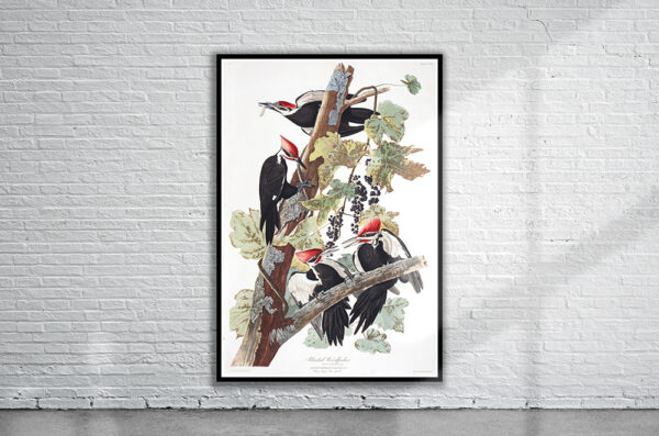 Vintage Audubon Pileated Woodpecker Print Antique Map