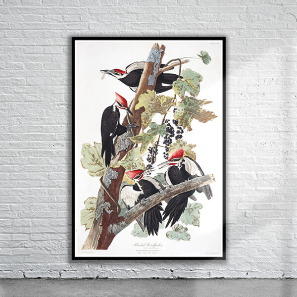 Vintage Audubon Pileated Woodpecker Print Antique Map