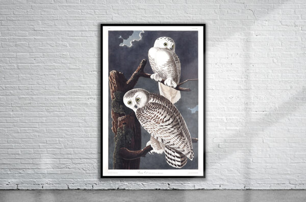 Vintage Audubon Snowy Owl Print Antique Map