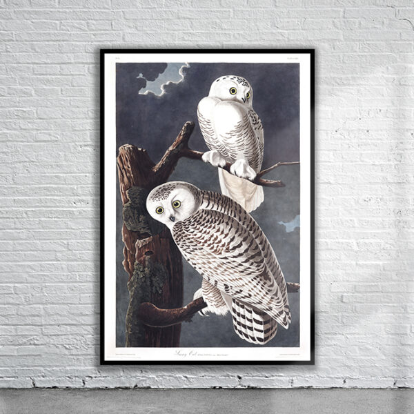 Vintage Audubon Snowy Owl Print Antique Map