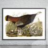 Vintage Audubon Great American Hen & Young Print Antique Map