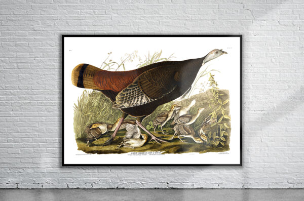 Vintage Audubon Great American Hen & Young Print Antique Map