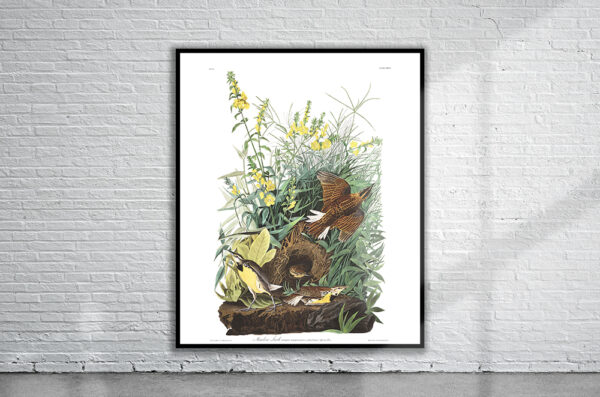 Vintage Audubon Meadow Lark Print Antique Map