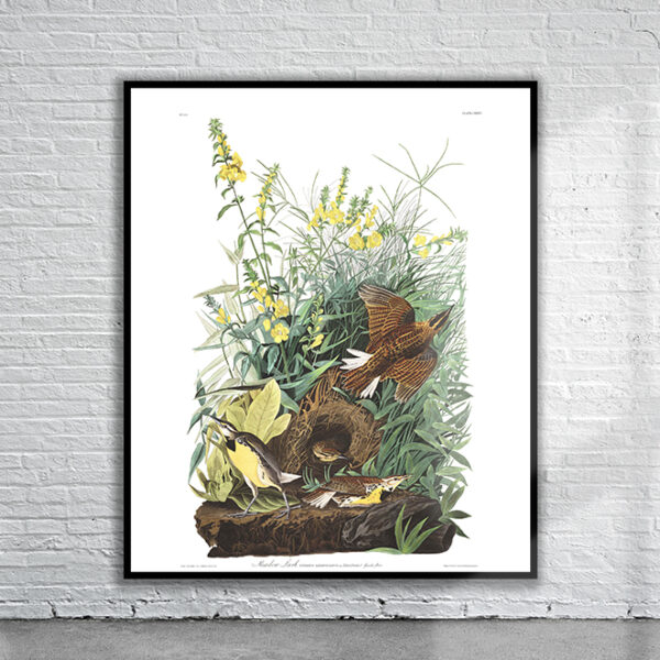 Vintage Audubon Meadow Lark Print Antique Map