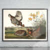 Vintage Audubon Pinnated Grouse Print Antique Map