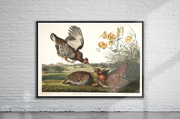 Vintage Audubon Pinnated Grouse Print Antique Map