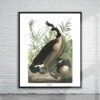 Vintage Audubon Canada Goose Print Antique Map