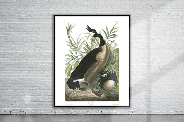 Vintage Audubon Canada Goose Print Antique Map