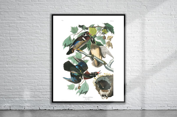 Vintage Audubon Wood Duck Print Antique Map