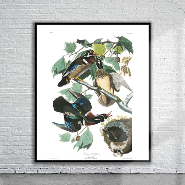 Vintage Audubon Wood Duck Print Antique Map