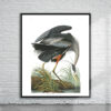 Vintage Audubon Great Blue Heron Print Antique Map