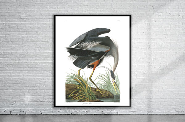 Vintage Audubon Great Blue Heron Print Antique Map