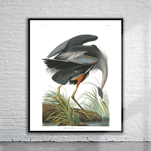 Vintage Audubon Great Blue Heron Print Antique Map