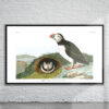 Vintage Audubon Puffin Print Antique Map