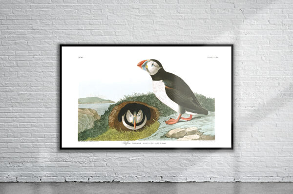 Vintage Audubon Puffin Print Antique Map