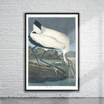 Vintage Audubon Wood Ibis Print Antique Map