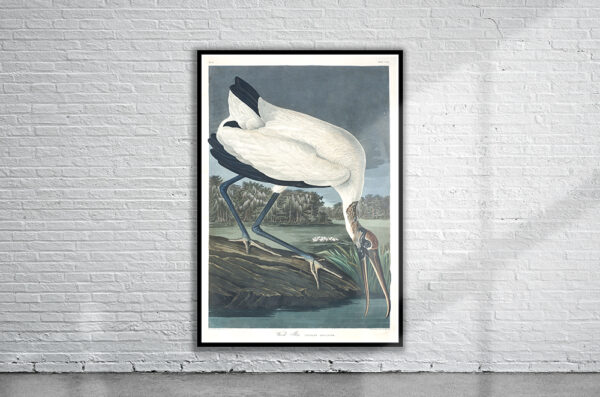 Vintage Audubon Wood Ibis Print Antique Map