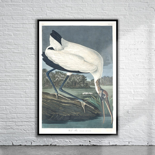 Vintage Audubon Wood Ibis Print Antique Map