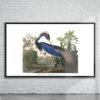 Vintage Audubon Louisiana Heron Print Antique Map