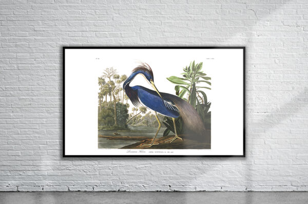 Vintage Audubon Louisiana Heron Print Antique Map