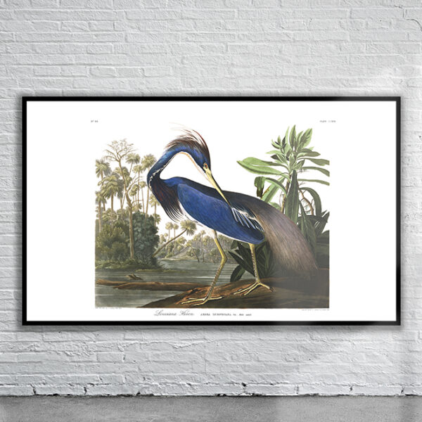 Vintage Audubon Louisiana Heron Print Antique Map