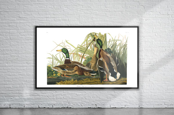 Vintage Audubon Mallard Duck Print Antique Map