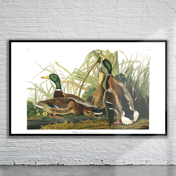 Vintage Audubon Mallard Duck Print Antique Map