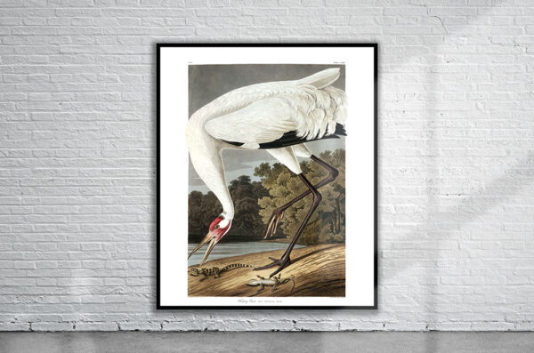 Vintage Audubon Hooping Crane Print Antique Map