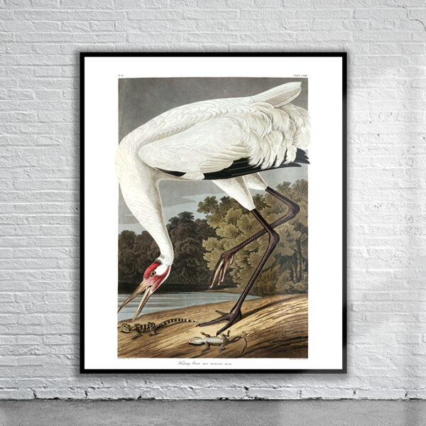 Vintage Audubon Hooping Crane Print Antique Map