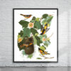 Vintage Audubon Baltimore Oriole Print Antique Map