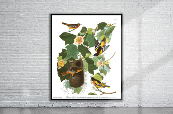 Vintage Audubon Baltimore Oriole Print Antique Map