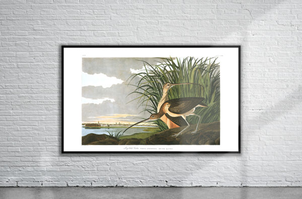 Vintage Audubon Long-Billed Curlew Print Antique Map