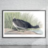 Vintage Audubon American Coot Print Antique Map