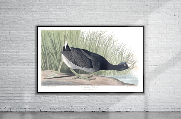 Vintage Audubon American Coot Print Antique Map