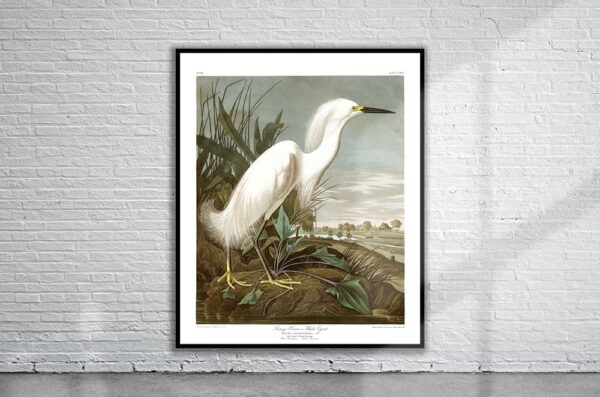 Vintage Audubon Snowy Heron Print Antique Map