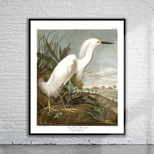 Vintage Audubon Snowy Heron Print Antique Map